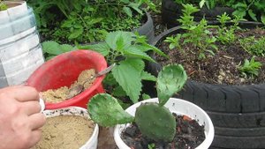 Опунция -посадка съедобного кактуса из косточки