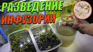Разведение инфузории туфельки в домашних условиях!