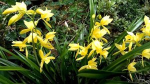 YELLOW CYMBIDIUM || ABLOOM IN OUR GARDEN || BAGUIO CITY || PHILIPPINES