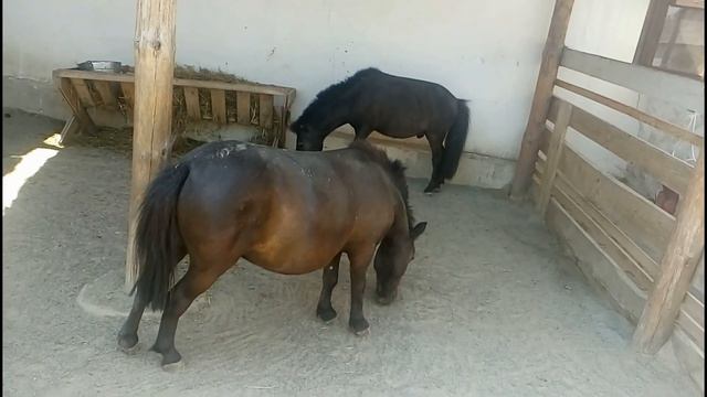 Я в Биопарке смотреть онлайн