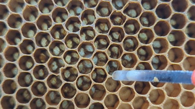 Виведення маток смотреть онлайн