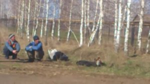 Посевной комплекс  Кузбасс