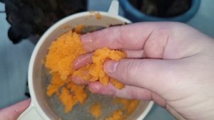 Замиокулькас ЛЮБИТ 3 этих ПРАВИЛА и тогда выдает много красивой листвы