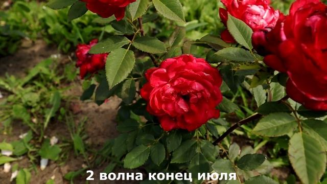 Роза Кредит Матюэль, Rosa Credit Mutuel - новый яркий шраб французского питомника Массад 2015 г! смотреть онлайн