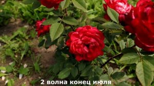 Роза Кредит Матюэль, Rosa Credit Mutuel - новый яркий шраб французского питомника Массад 2015 г!