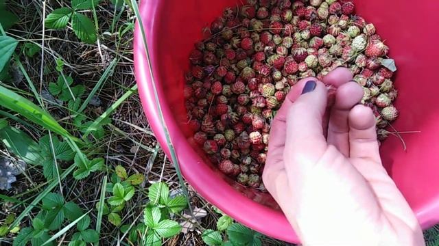 Лесная клубника. От сбора ягод до готового варенья!!