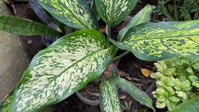 12 BEST INDOOR PLANTS THAT DON’T NEED SUNLIGHT! смотреть онлайн