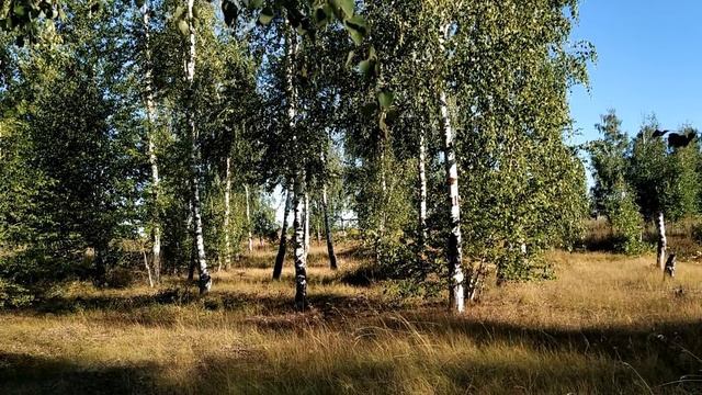 15 августа-Степанов день.Степан-сеновал.Что нужно сделать сегодня.Народные приметы
