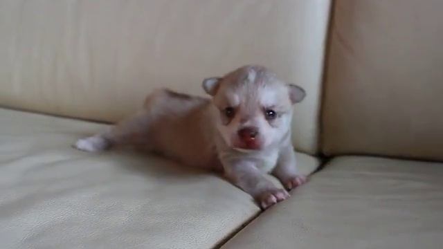 Щенок аляскинского кли кая 3,5 недели - учимся ходить смотреть онлайн