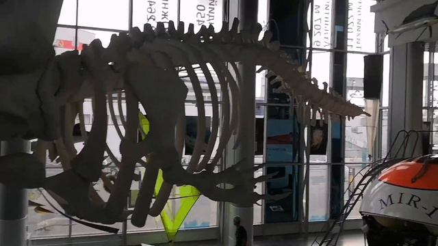 Музей мирового океана. смотреть онлайн