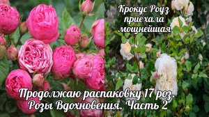 Продолжаем распаковку посылки из 17 роз. Розы Вдохновения. Часть 2