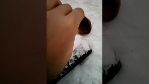 Как подружиться с кошкой или котёнком