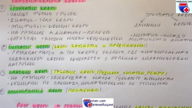Кость как орган. Развитие и рост костей. Классификация костей по М.Г. Привесу смотреть онлайн