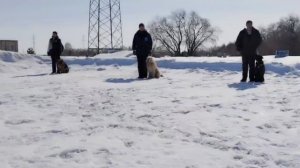 Дрессировка собак в Омске - ОЦССС (3)