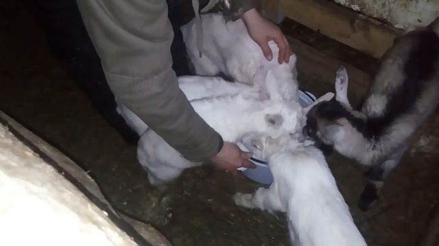 Кормление козлят с миски  Отлучение козлят от матери//Feeding kids from a bowl