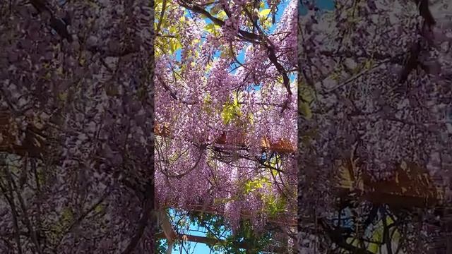 Сиреневый водопад глицинии на Вилла Мила Затока смотреть онлайн