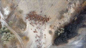 Коровье стадо спускается по меловому склону