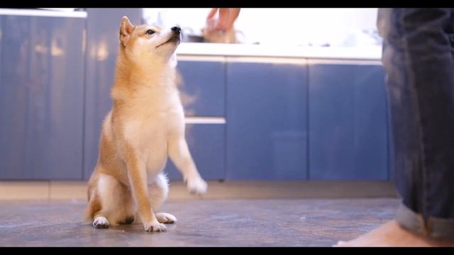 Держатели 1 000 000 Shiba Inu Станут Миллионерами - Исторический Рост SHIB