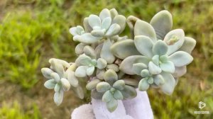 Graptopetalum ‘Ellen’