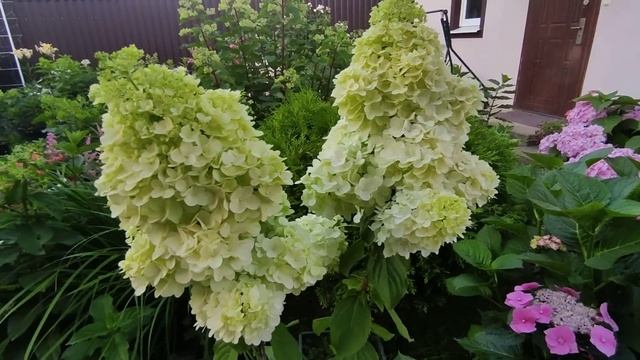 Цветут метельчатые гортензии ? Меджикал Монблан, Геркулес, Скайфолл и др.Красота???