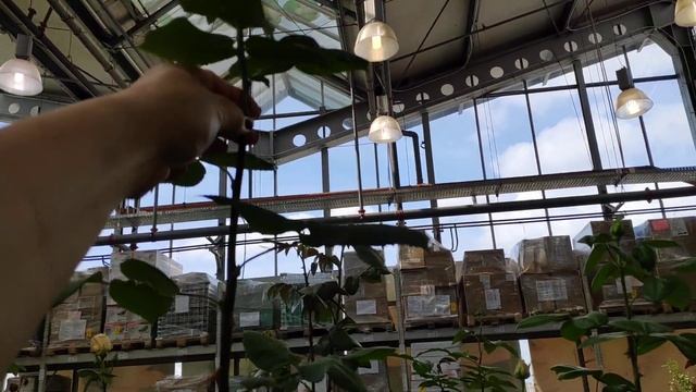 11.06.22.Оби Мега Парнас?чуть чуть ОРХИДЕЙ. смотреть онлайн