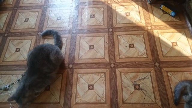 Котята