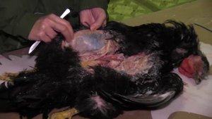 Как делать чучело