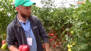 Томат Панамера. Видео, описание, отзывы. Где купить в небольшой фасовке