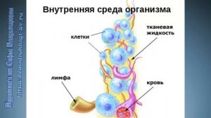Биология 8 класс $13 Состав внутренней среды организма и её функции