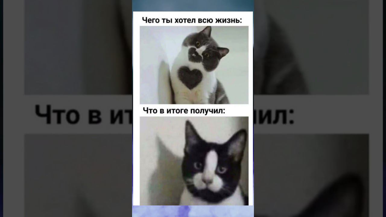#поззи #юмор #позитив #приколы #доброеутро #добрыйвечер #добрыйдень #cat #meme #актив