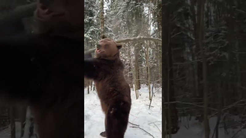 Бурый медведь дышит в объектив