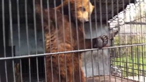 Зоопарк Олени Волк Медведи