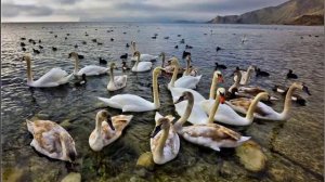 Ох, вдоль по морю-морю синему