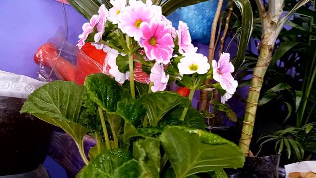 PRIMULA: cuidados básicos | ¡Una FLOR que te ENAMORARÁ con sólo ver! смотреть онлайн