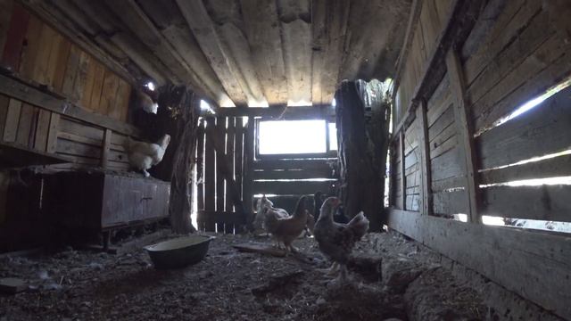 ПЕРЕСАДКА КУРЕЙ ПОРОДЫ КОХИНХИН В КУРЯТНИК смотреть онлайн