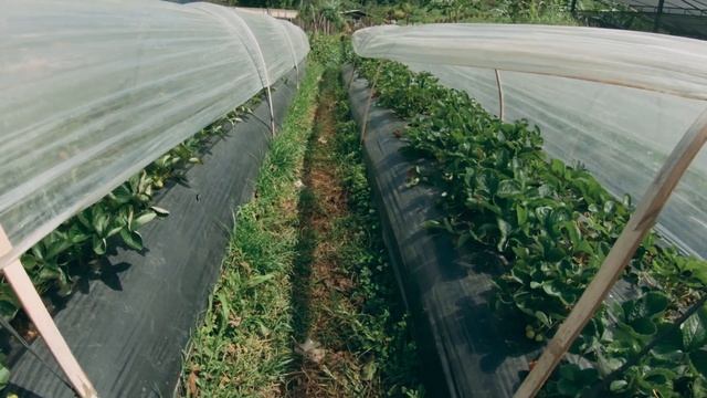 EXPLORING BALI & EAST JAVA // INDONESIA смотреть онлайн