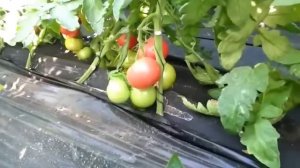 Томат Пинк Мани F1 - Rich Harvest. Обзор.