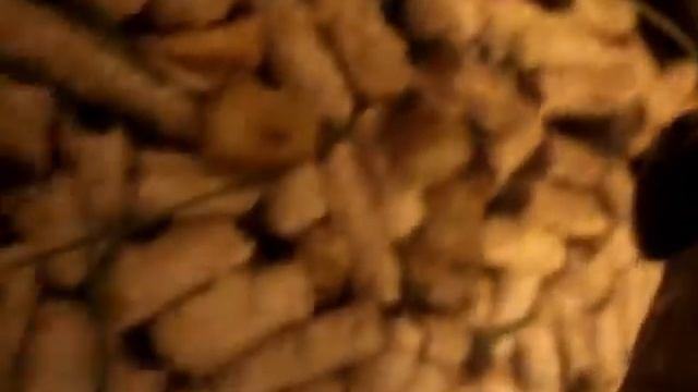 Мои любимые мадагаскарские тараканы смотреть онлайн