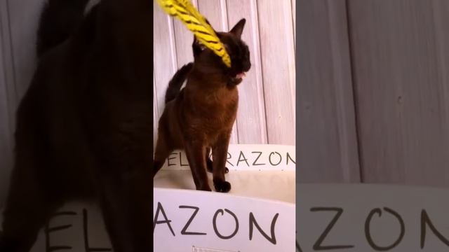 Бурманский котенок соболь