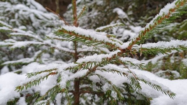 Гуляю в зимнем лесу и наслаждаюсь скрипом снега под ногами