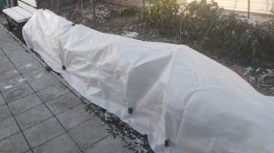 укрытие роз на зиму.