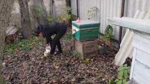 Подкормка пчёл осенью