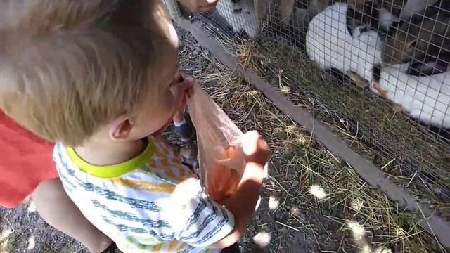 2021.06.12 Кролики. Страусиная ферма. Мы с Федей. Анапа. смотреть онлайн