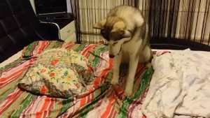 Хаски Тэя хулиганит. Husky