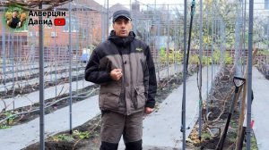 Нужно ли укрывать виноград? ?☀