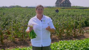 Редис Октава. Поздний редис на вашем участке.