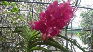 Sri  Lanka,ශ්රී ලංකා,Ceylon,Orchid Garden,Kandy Botanical Garden