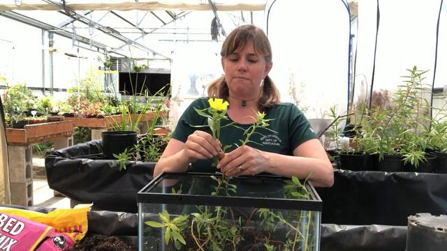 Water Primrose смотреть онлайн