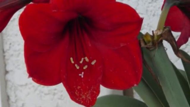 Mazurka-Choro.サボテンの花　10/6/10 смотреть онлайн