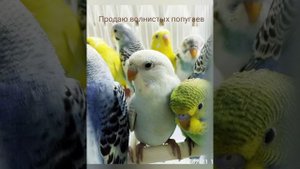 Самые красивые волнистые попугаи / Волнистики видео